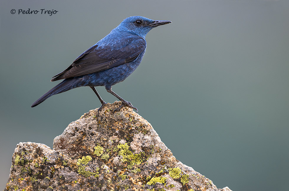 Roquero solitario (Monticola solitarius)